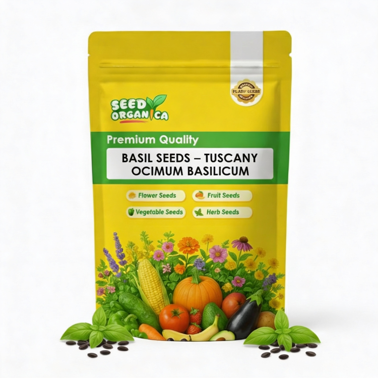 Basil Seeds – Tuscany Ocimum Basilicum