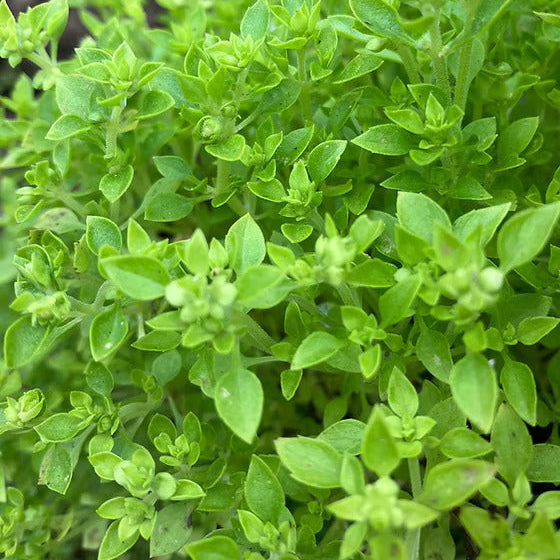 Basil Seeds – Spicy Globe
