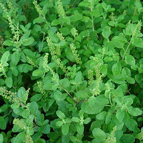 Basil Seeds – Tulsi (Holy Basil)