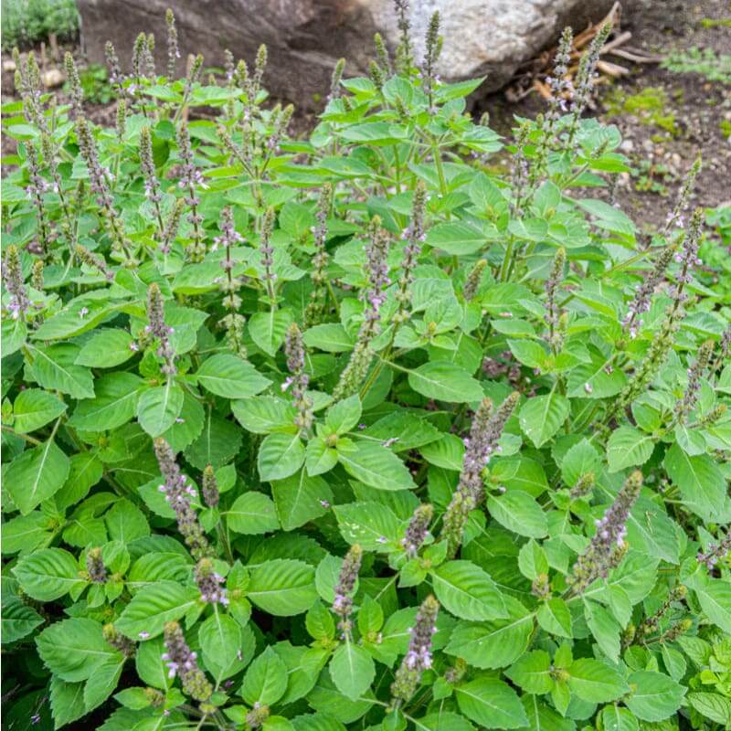 Basil Seeds – Tulsi (Holy Basil)