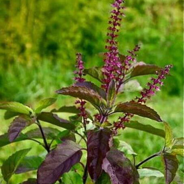 Basil Seeds – Tulsi Krishna