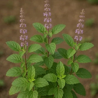 Basil Seeds – Tulsi Krishna