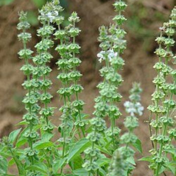 Basil Seeds – Tulsi Temperate