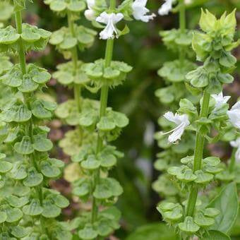 Basil Seeds – Tulsi Temperate