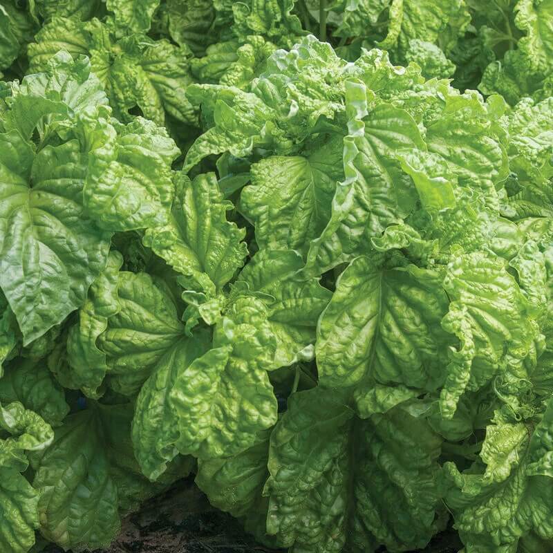 Basil Seeds – Tuscany Ocimum Basilicum