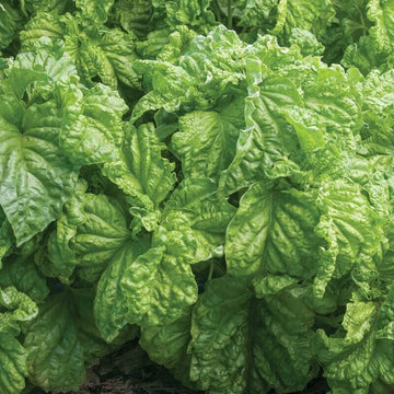 Basil Seeds – Tuscany Ocimum Basilicum