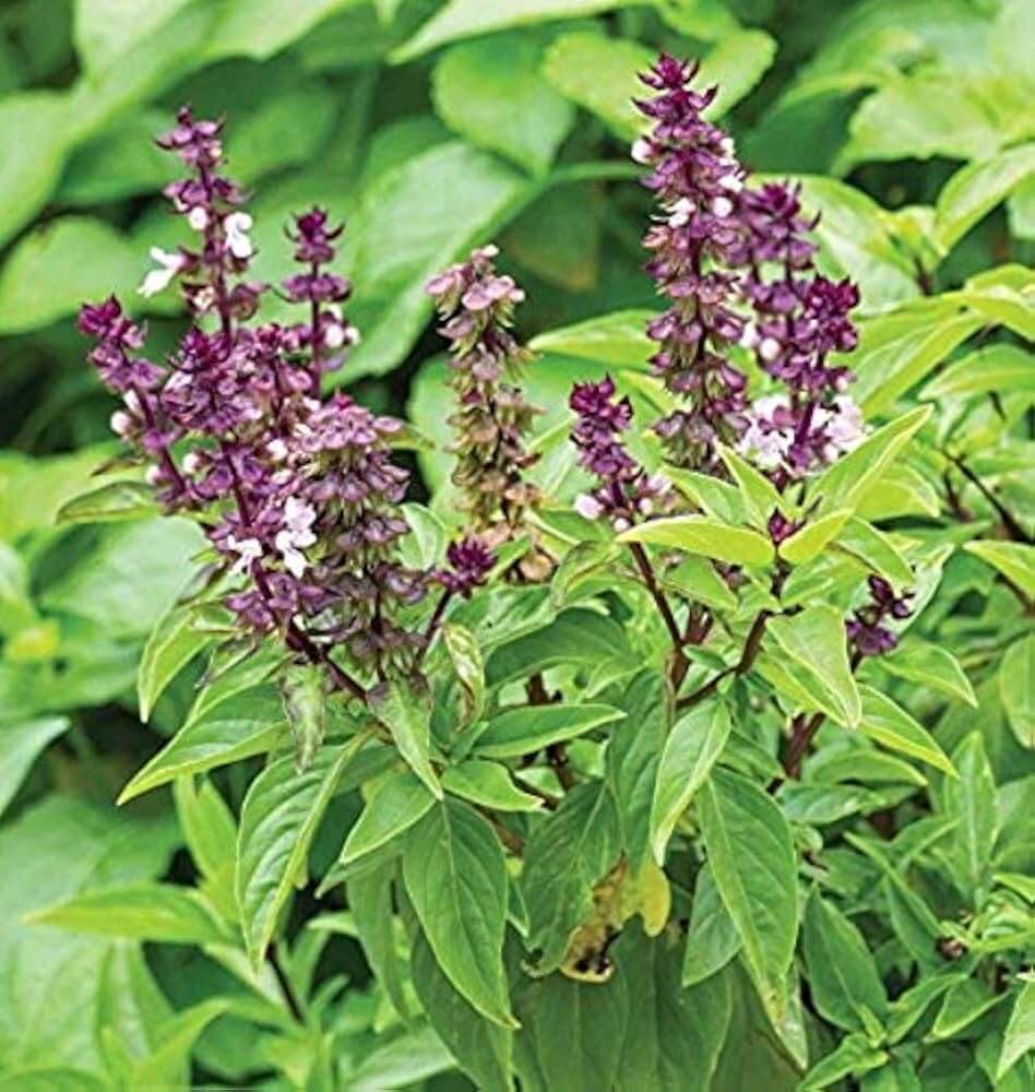 Basilico Mostruoso Ocimum Basilicum