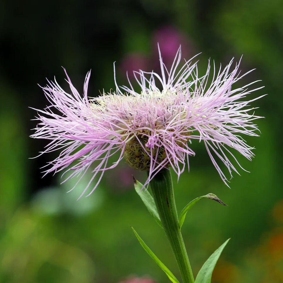 Basketflower Seeds – American Centaurea
