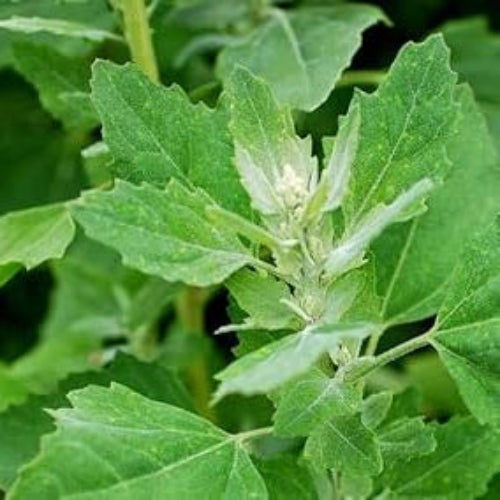 Bathua Seeds – Nutritious Green
