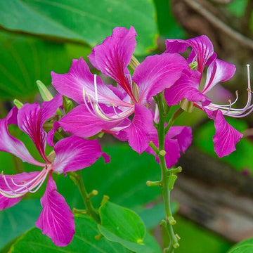 Bauhinia Purpurea Seeds – Purple Orchid Tree, Heirloom
