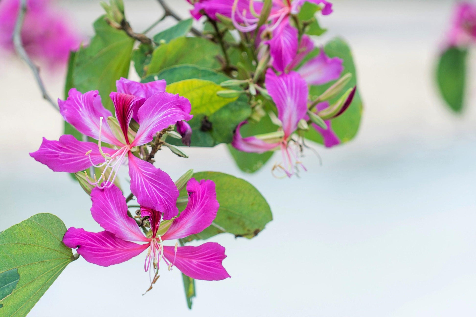 Bauhinia Purpurea Seeds – Purple Orchid Tree, Heirloom
