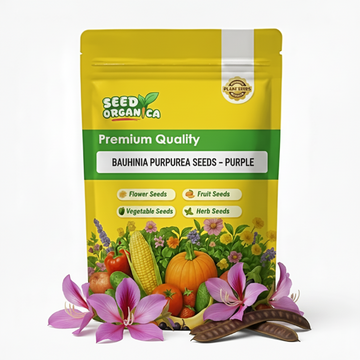Bauhinia Purpurea  Seeds – Purple