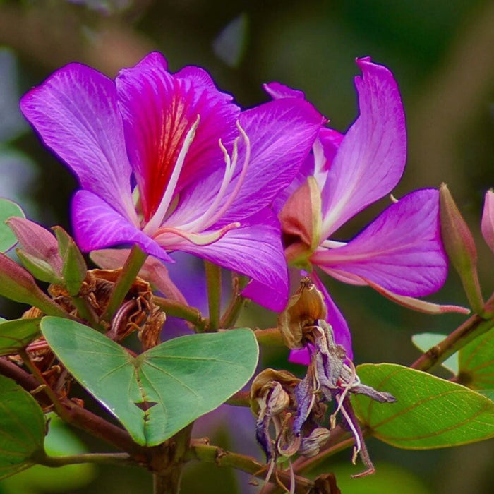 Bauhinia Purpurea Seeds – Purple Orchid Tree, Heirloom
