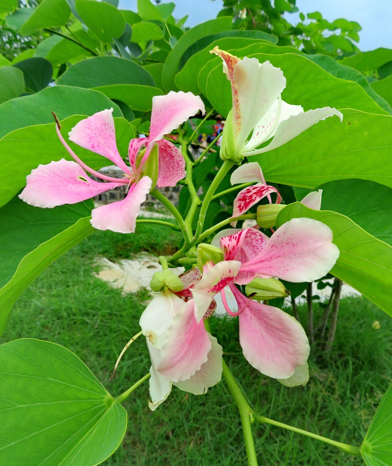 Bauhinia Variegata Seeds – Orchid Tree
