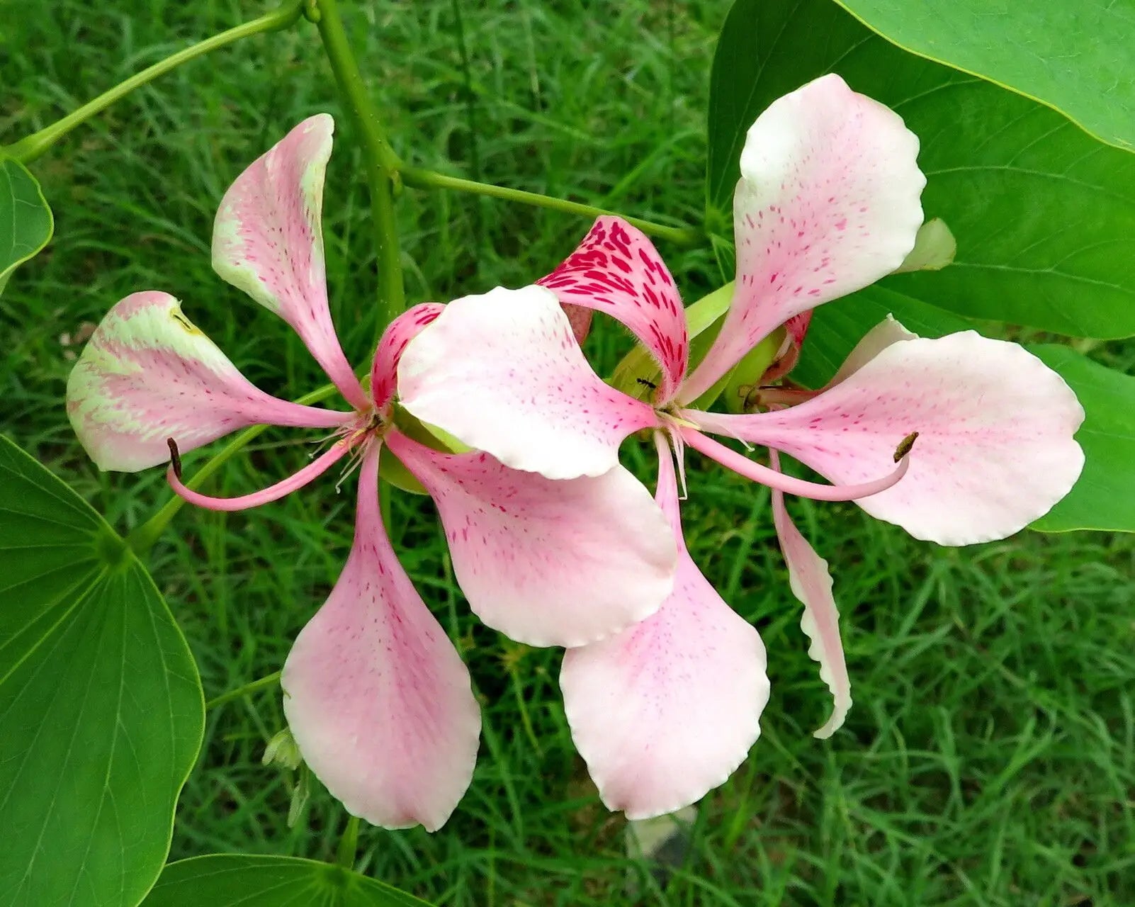 Bauhinia Variegata Seeds – Orchid Tree
