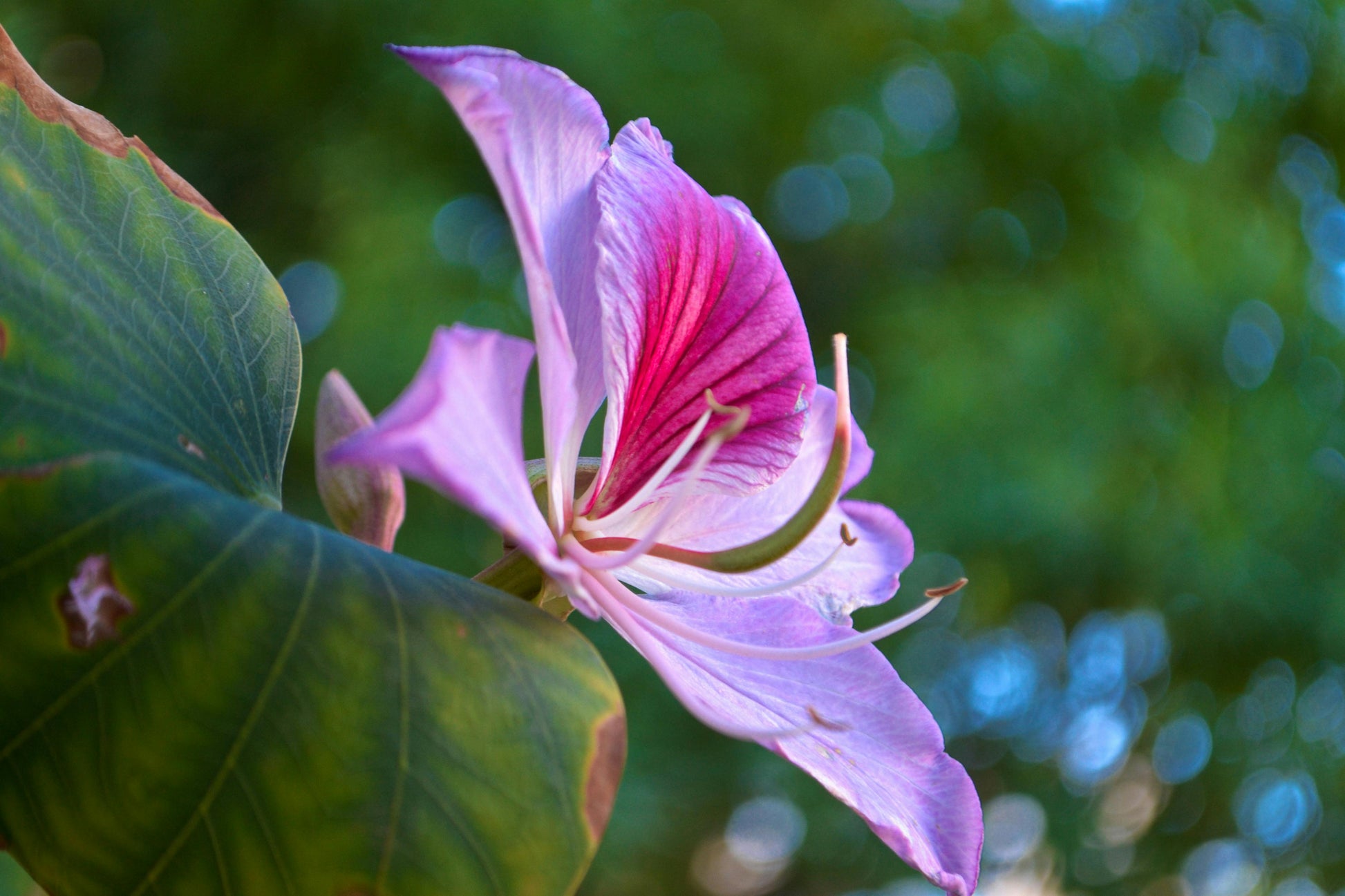 Bauhinia Variegata Seeds – Pink
