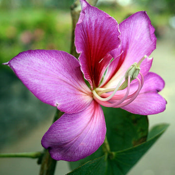 Bauhinia Variegata Seeds – Orchid Tree
