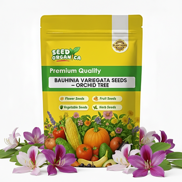 Bauhinia Variegata Seeds – Orchid Tree