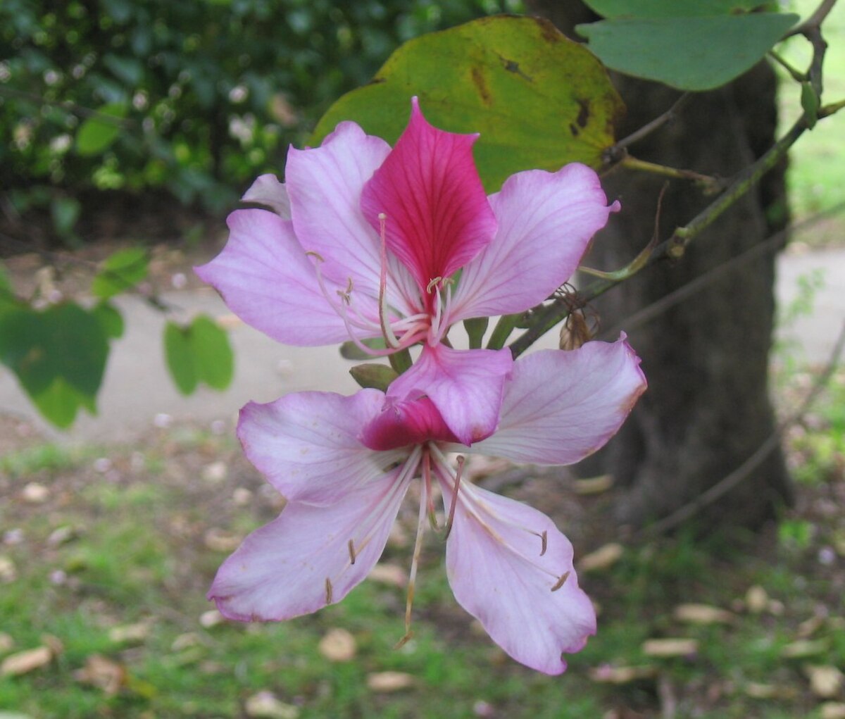 Bauhinia Variegata Seeds – Pink
