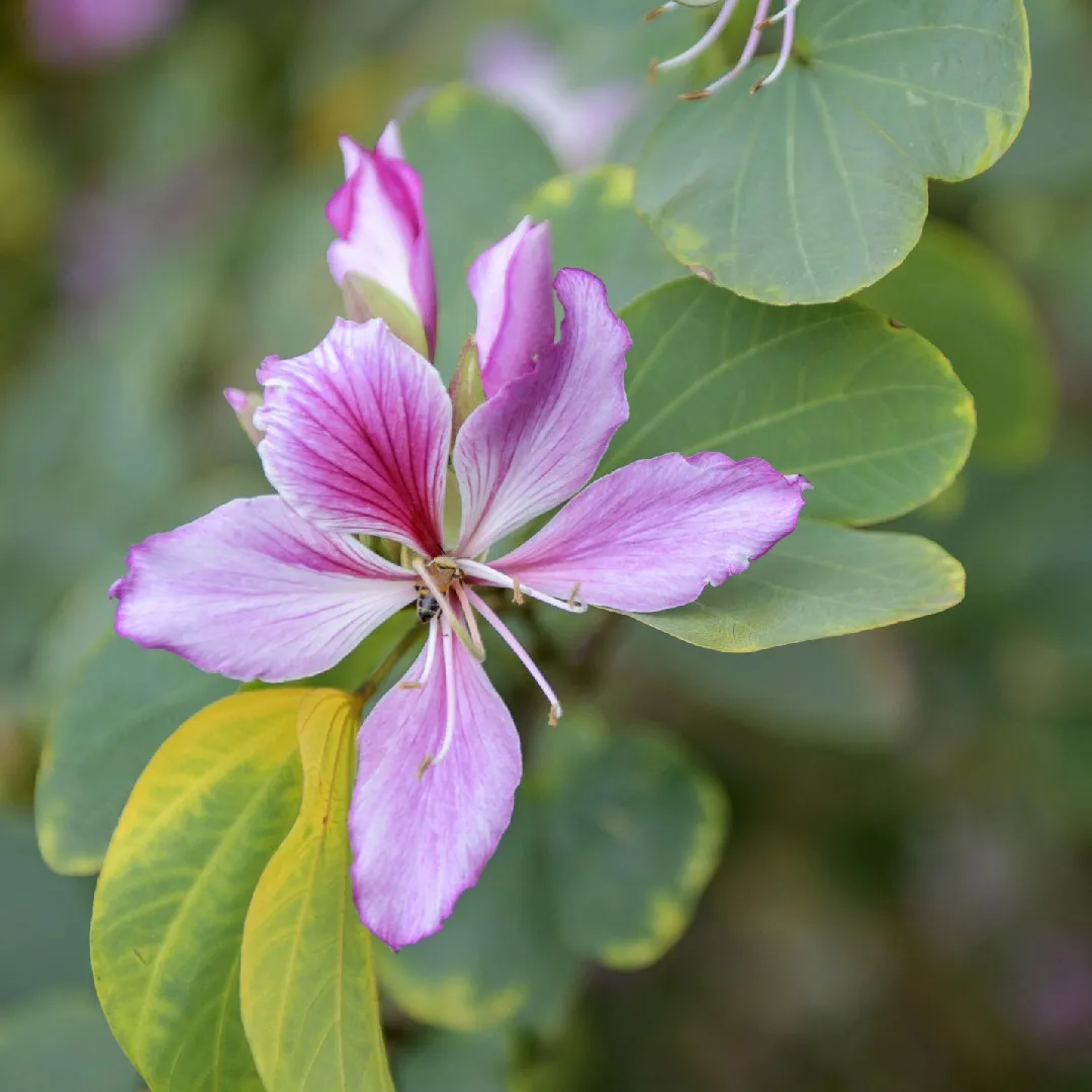 Bauhinia Variegata Seeds – Pink
