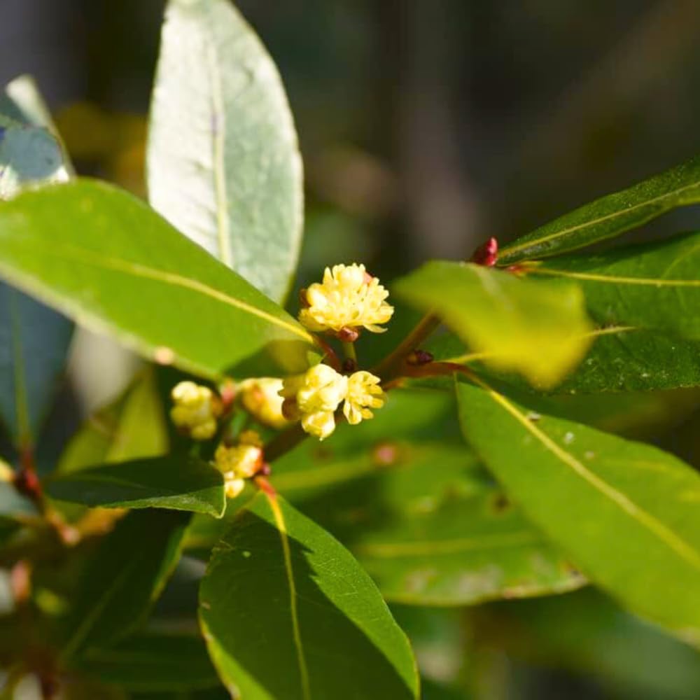 Bay Laurel Seeds
