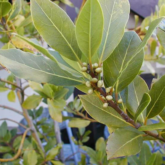 Bay Laurel Seeds – Aromatic 