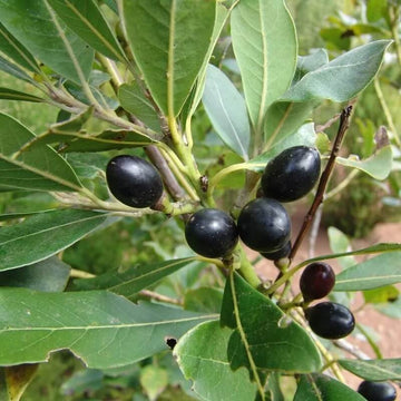 Bay Laurel Seeds – Laurus 