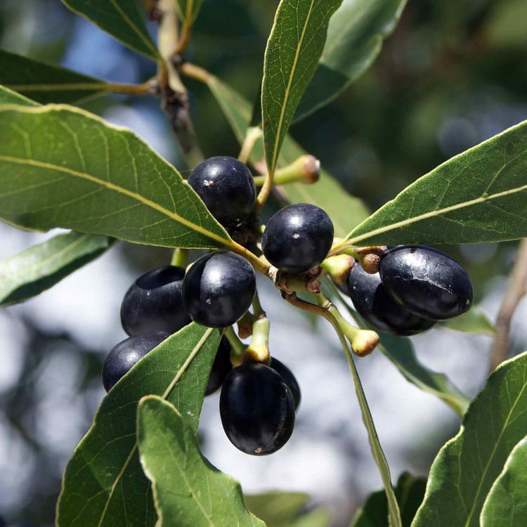 Bay Laurel Seeds – Laurus 