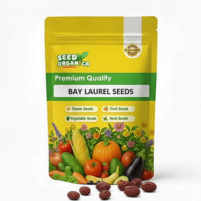 Bay Laurel Seeds