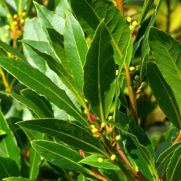 Bay Laurel Seeds – Aromatic 