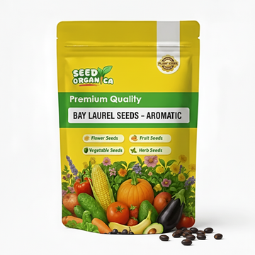 Bay Laurel Seeds – Aromatic