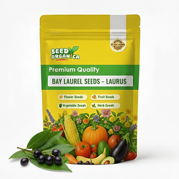 Bay Laurel Seeds – Laurus