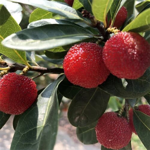 Bayberry Seeds – Arbutus Red