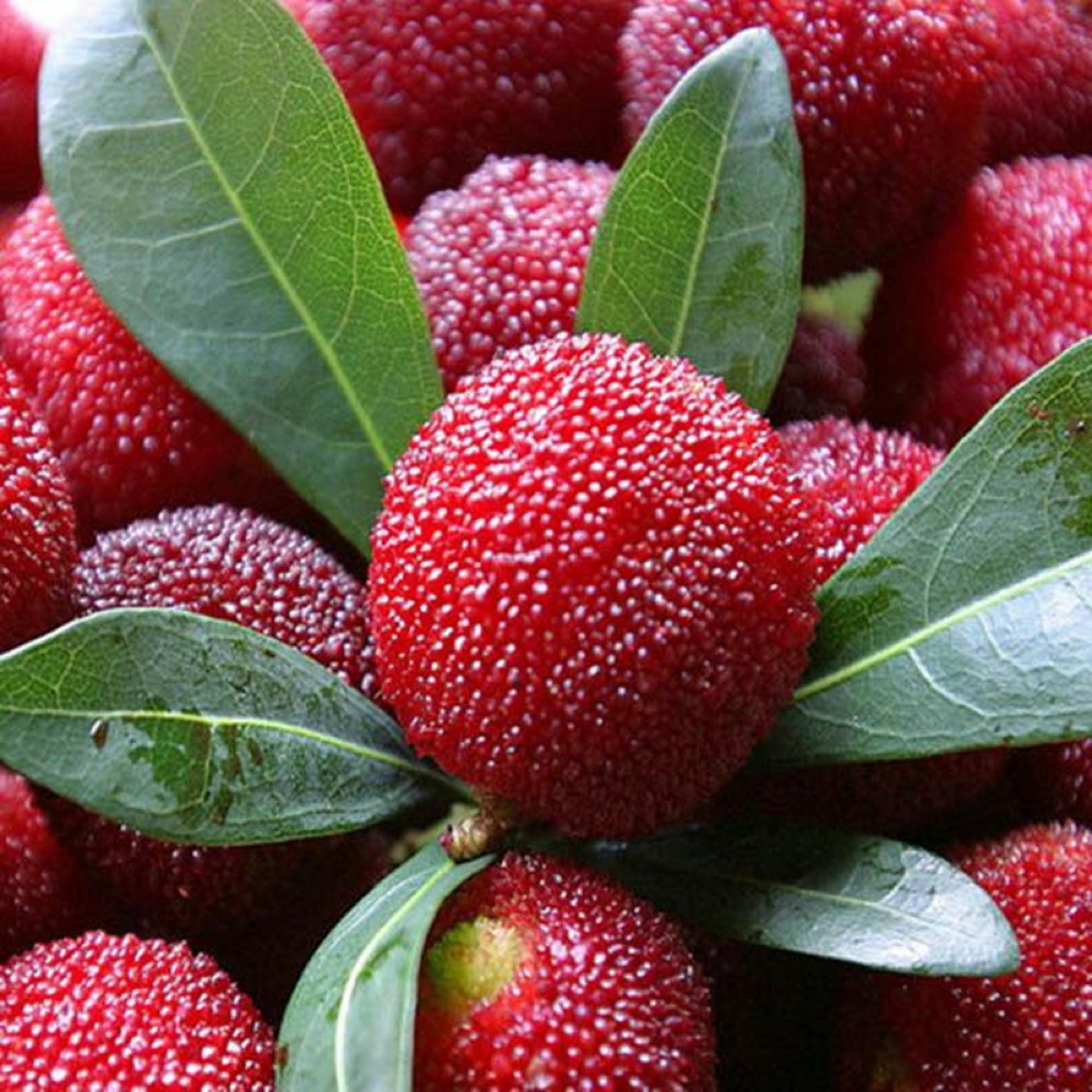 Bayberry Seeds – Hardy
