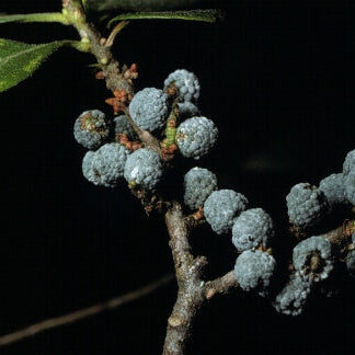 Bayberry Seeds – Myrica Pennsylvanica