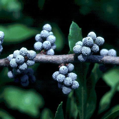 Bayberry Seeds – Myrica Pennsylvanica