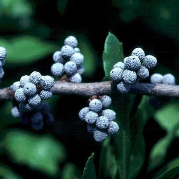 Bayberry Seeds – Myrica Pennsylvanica