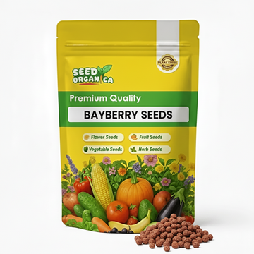 Bayberry Seeds