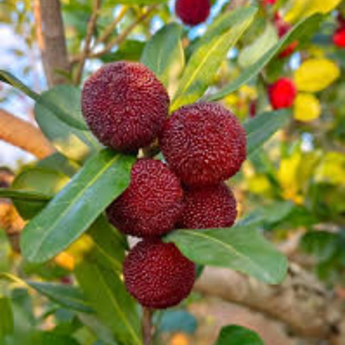 Bayberry Seeds