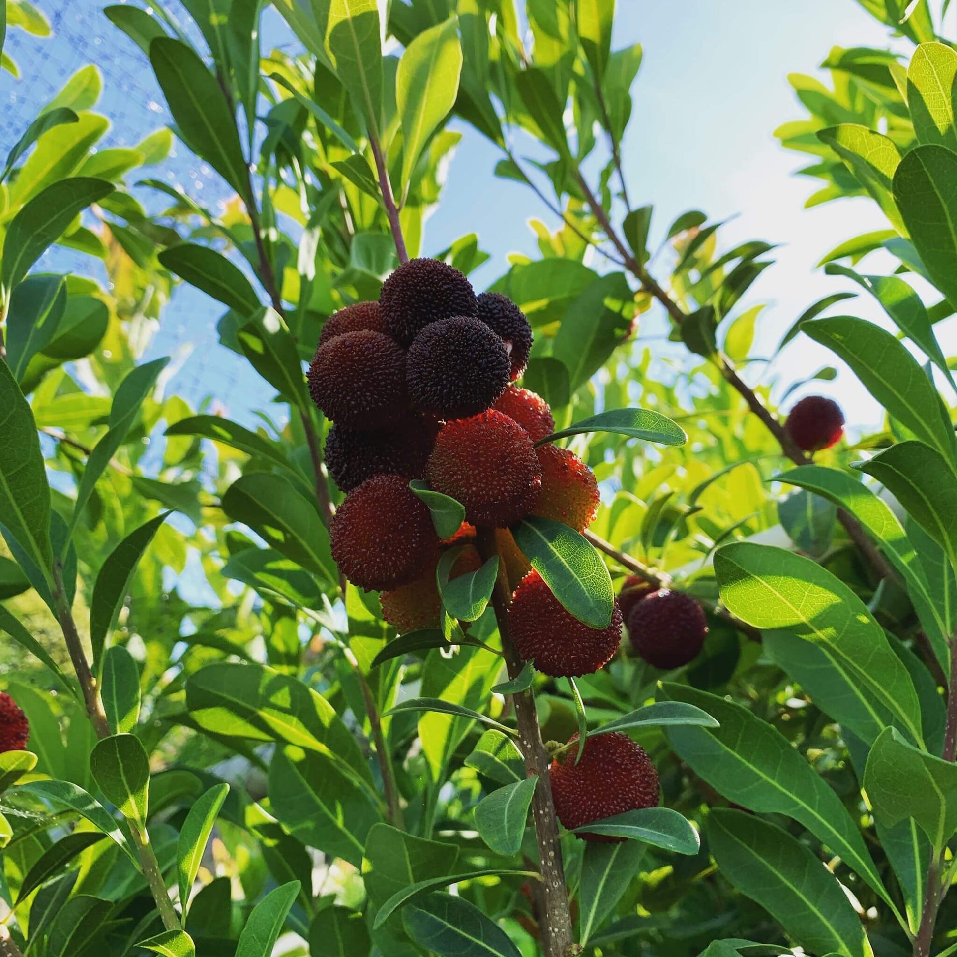 Bayberry Seeds - All In One For Home Gardens