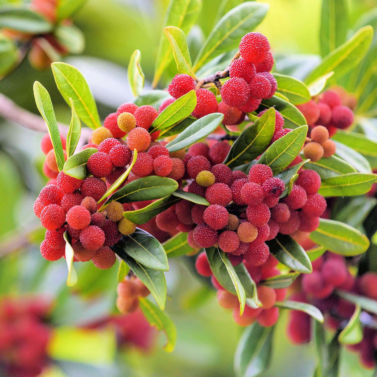 Bayberry Seeds - All In One For Home Gardens