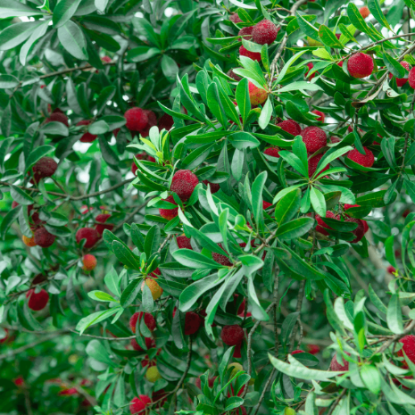 Bayberry Seeds - All In One For Home Gardens
