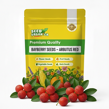 Bayberry Seeds – Arbutus Red
