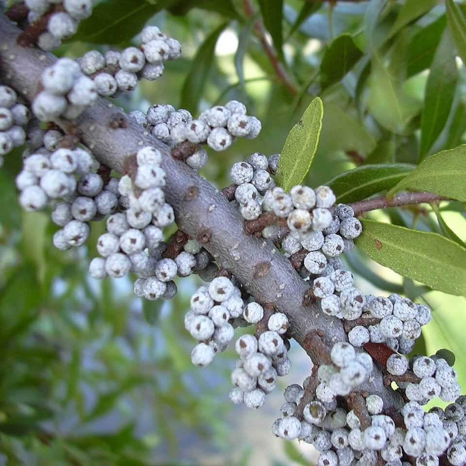 Bayberry Seeds – Myrica Pennsylvanica