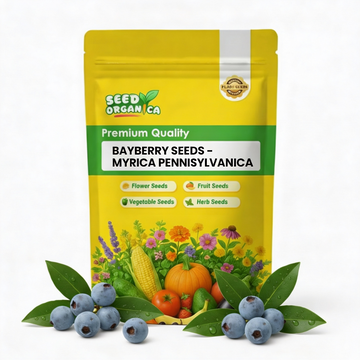 Bayberry Seeds – Myrica Pennsylvanica