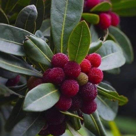 Bayberry Seeds – Shrub