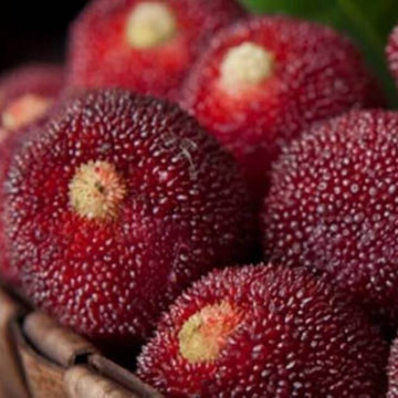 Bayberry Seeds – Shrub