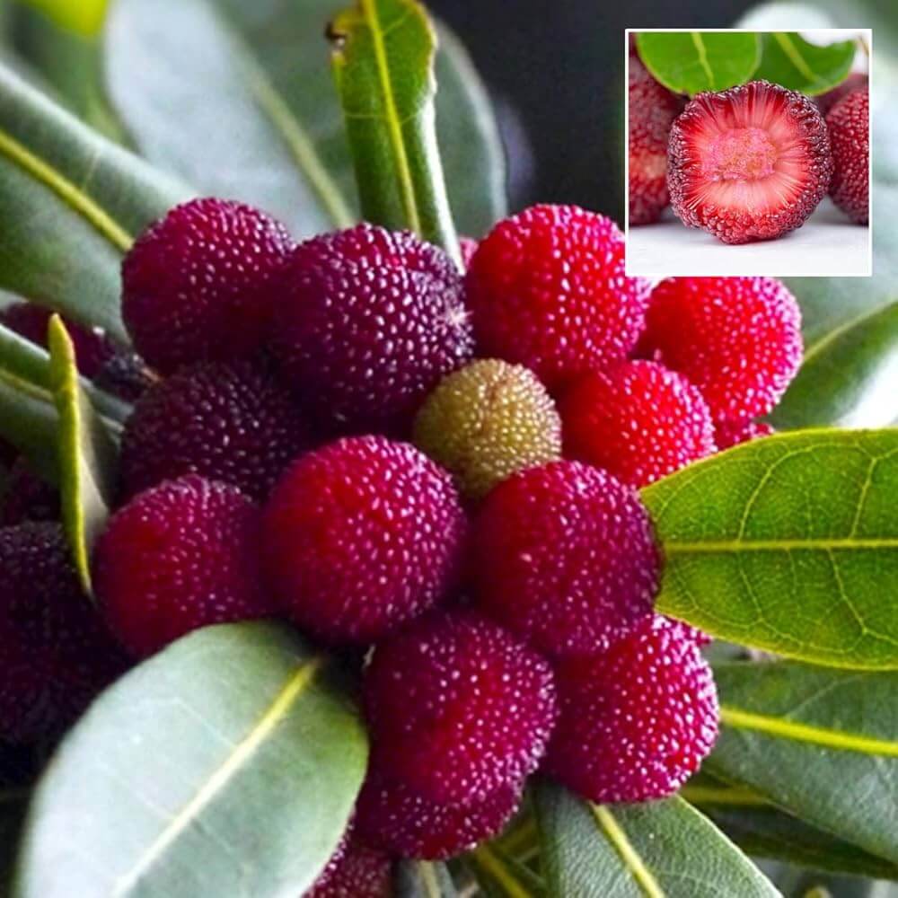 Bayberry Seeds – Shrub