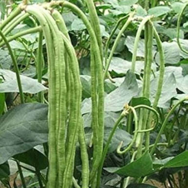 Bean Seeds - Asian Yard Long