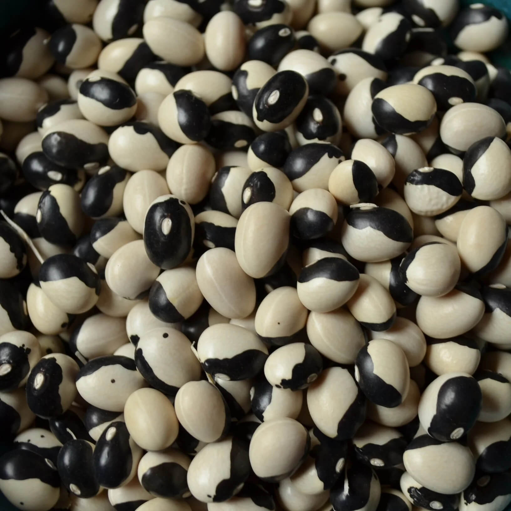 Bean Seeds - Black & White Troot